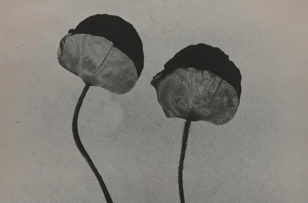 Jeff Cowen, P44, 2020-2023, gelatinezilverdruk, © Jeff Cowen